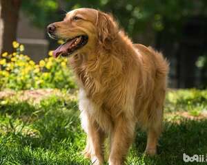 如何分辨美系金毛和英系金毛，美系金毛和英系金毛的区别是什么？