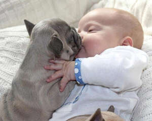 狗狗为什么能感知人的情绪