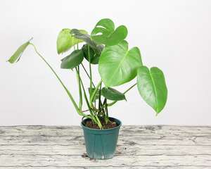 龟背竹换盆后要浇水吗