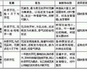 如何区别桂花4个种群