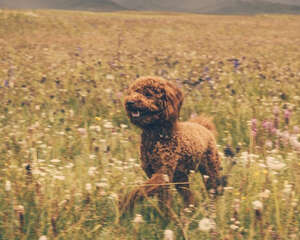 狗狗三种疾病的饮食注意