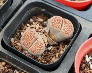 生石花化水了怎么办