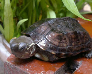 草龟最适宜的饲养水位是多少？