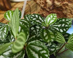 冷水花什么时候开花