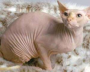 无毛猫一个月能吃多少猫粮？需要花多少钱？