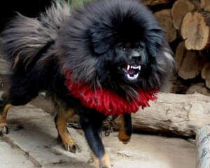 藏獒会咬主人吗