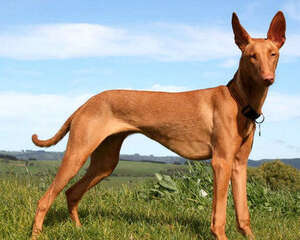 狗狗淋雨后怎么办