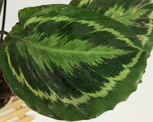 青苹果竹芋怎么繁殖