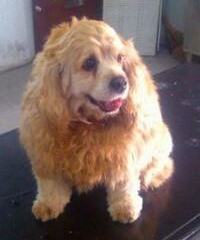 可卡犬的保养秘诀