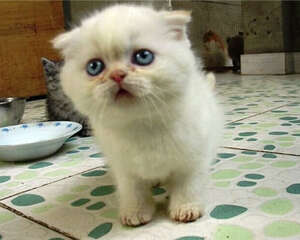 如何帮波斯猫挑选猫粮