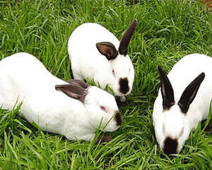 如何制定宠物兔的饮水量