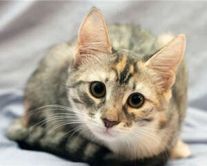 猫窝挑选的三大建议