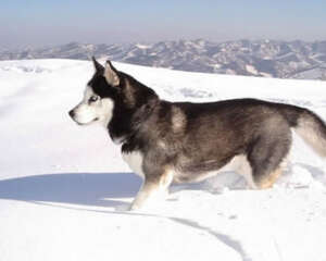 阿拉斯加雪橇犬生病的预兆