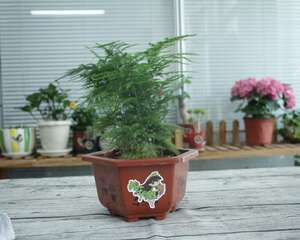 文竹可以用淘米水浇吗