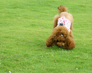 WDJ推荐狗粮到底是什么