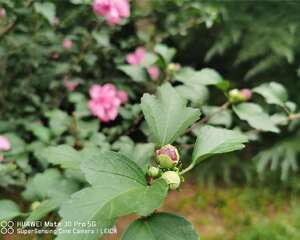 木槿烂根怎么办