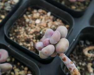 怎么让桃蛋叶片饱满，养成粉红色