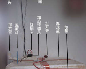一个水龟/半水龟家庭简易饲养环境介绍