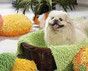 狗狗诱便剂有没有作用