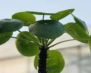 镜面草