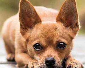 短毛小型犬有哪些？家养小型短毛犬