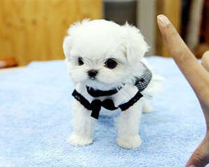 狗狗冬季美容的注意事项