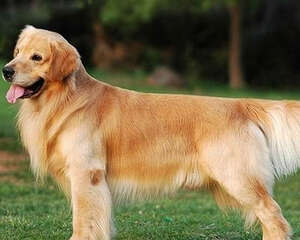 什么是狗狗血统证书