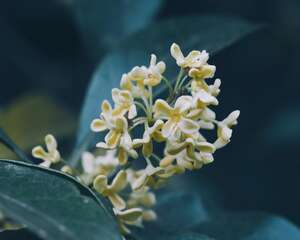 盆栽桂花的养殖方法