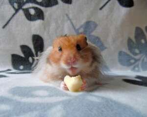 养西施熊所要准备的物品