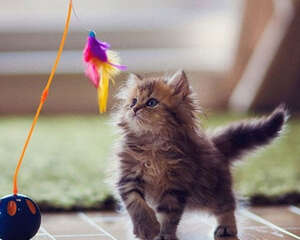 科学逗猫:让你的猫咪动起来