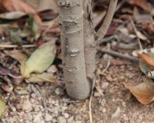 绿篱是什么？有什么作用