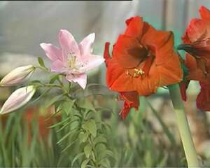 自育大花朱顶红新品种