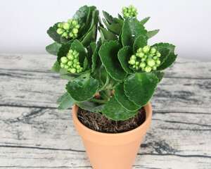 长寿花浇水浇在花上还是浇在土上，浇水多了杆发黑了怎么…