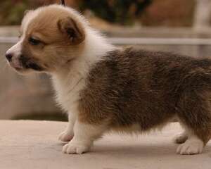 训练狗狗注意几个重点