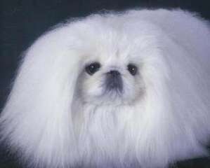 京巴狗颜色有哪些