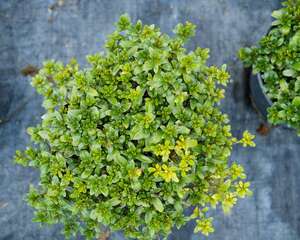 杜鹃花怎么修剪