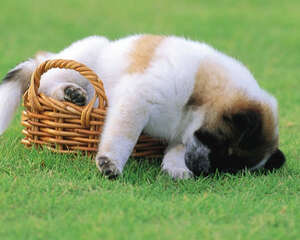 如何改善狗狗的散步品质