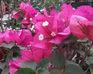 三角梅叶子卷曲怎么办