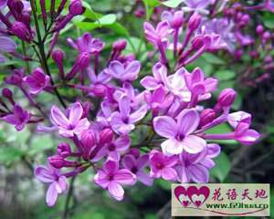 紫色鲜花送花应用场合