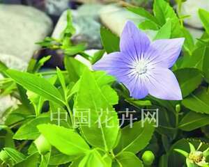 桔梗繁殖技术