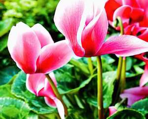 仙客来花期保养护理