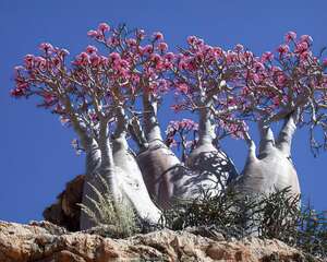 沙漠玫瑰Adenium obesum