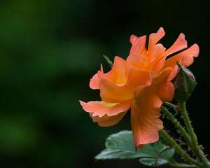 月季花盆景的管理方法