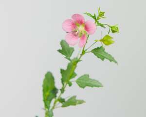 小木槿不开花怎么办