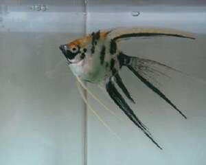 燕子鱼怎么养？燕子鱼饲养方法介绍