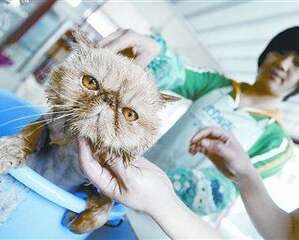 给猫咪剃毛的优缺点