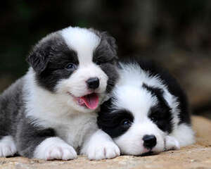 聪慧边牧有何天赋及其性格特征