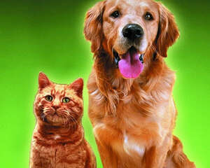 狗狗防冻液中毒的处理