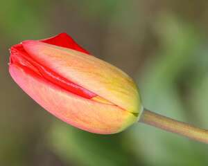 郁金香可以放卧室吗