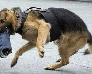 护卫犬（警犬）哪种狗狗更厉害？